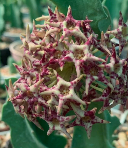 Caralluma acutangula x Desmidorchis tardelli 6 Pieces Seeds