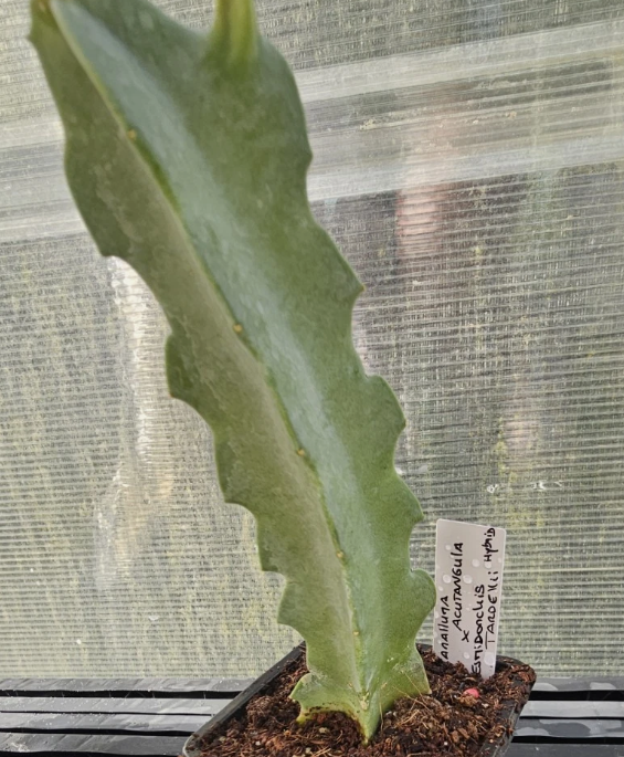 Caralluma acutangula x Desmidorchis tardelli 6 Pieces Seeds