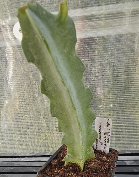 Caralluma acutangula x Desmidorchis tardelli 6 Pieces Seeds