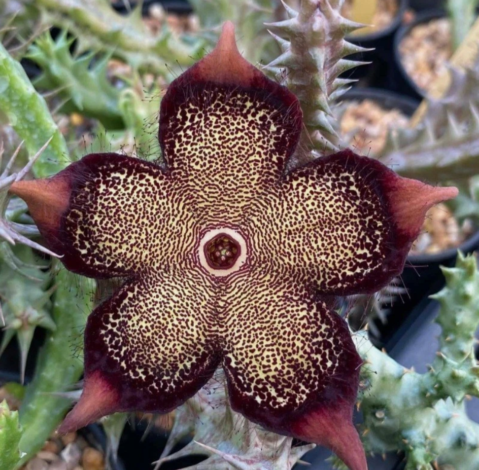 Edithcolea grandis "Sunshine" 6 Pieces Seeds