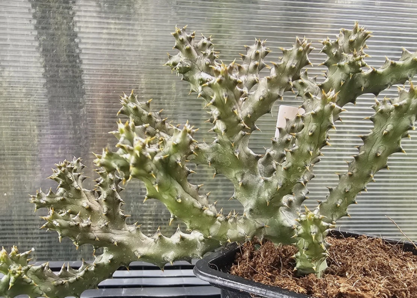 Edithcolea grandis "Sunshine" 6 Pieces Seeds