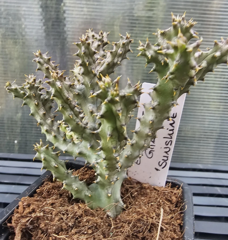 Edithcolea grandis "Sunshine" 6 Pieces Seeds