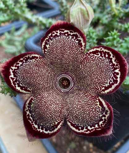 Edithcolea grandis "Unique" 6 Pieces Seeds