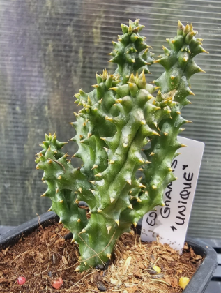 Edithcolea grandis "Unique" 6 Pieces Seeds