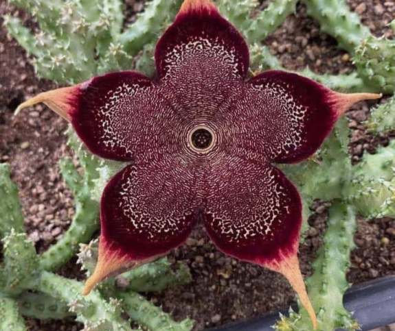 Edithcolea grandis "Garnet" 6 Pieces Seeds