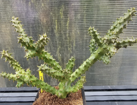 Edithcolea grandis "Garnet" 6 Pieces Seeds