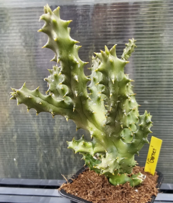 Edithcolea grandis "Garnet" 6 Pieces Seeds