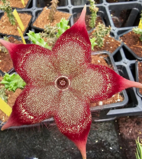 Edithcolea grandis "Currant" 6 Pieces Seeds