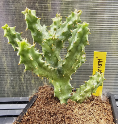 Edithcolea grandis "Currant" 6 Pieces Seeds