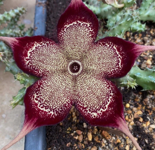 Edithcolea grandis "Scarlet" 6 Pieces Seeds
