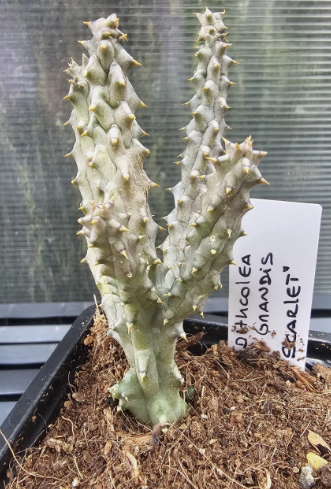 Edithcolea grandis "Scarlet" 6 Pieces Seeds