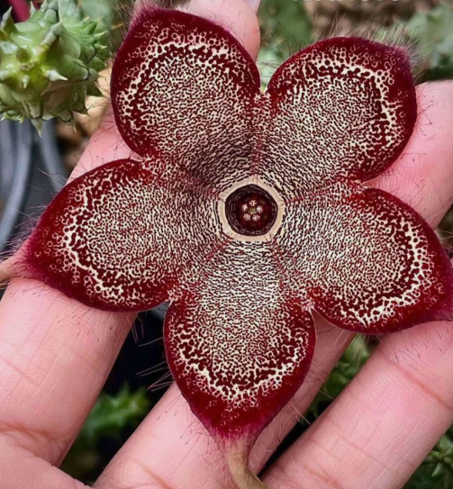 Edithcolea grandis"Red Love" 6 Pieces Seeds