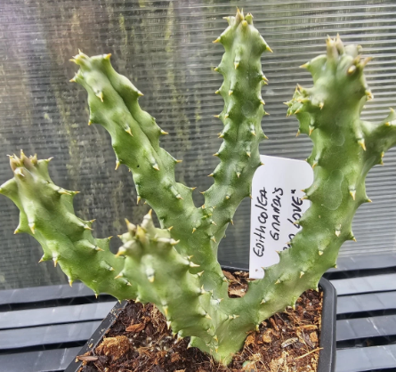 Edithcolea grandis"Red Love" 6 Pieces Seeds