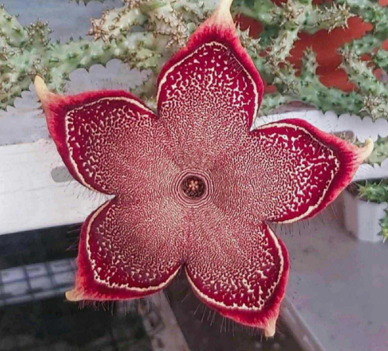 Edithcolea grandis"Red Anna" 6 Pieces Seeds