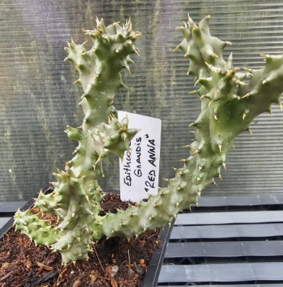 Edithcolea grandis"Red Anna" 6 Pieces Seeds