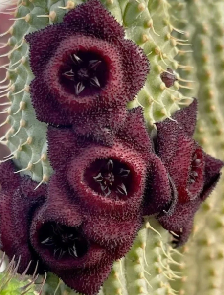 Hoodia pilifera ssp. annulata 10 Pieces Seeds