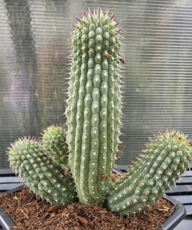 Hoodia pilifera ssp. annulata 10 Pieces Seeds