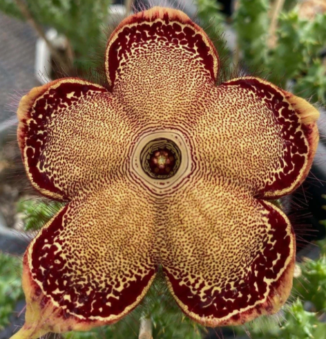 Edithcolea grandis Orange Sun 6 Pieces Seeds