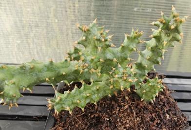 Edithcolea grandis Orange Sun 6 Pieces Seeds