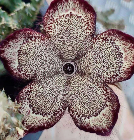 Edithcolea grandis "Violet" 6 Pieces Seeds