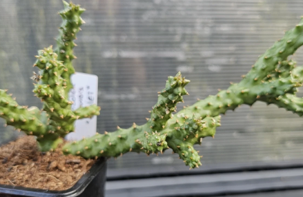 Edithcolea grandis "Violet" 6 Pieces Seeds