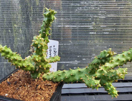 Edithcolea grandis "Violet" 6 Pieces Seeds