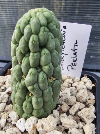 Larryleachia Perlata 10 Pieces Seeds