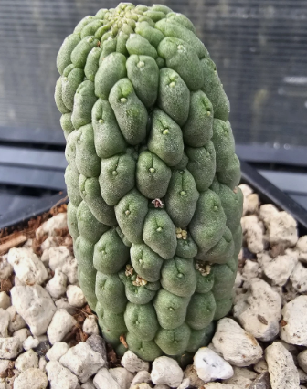 Larryleachia Perlata 10 Pieces Seeds