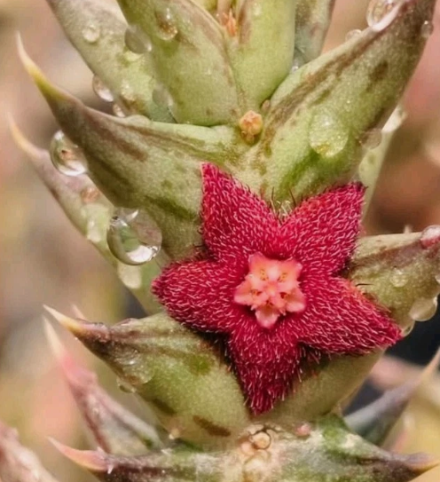 Angolluma lenewtonii 5 Pieces Seeds
