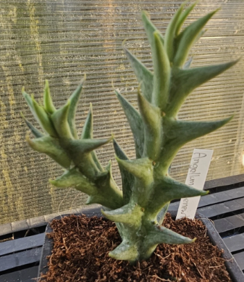 Angolluma lenewtonii 5 Pieces Seeds