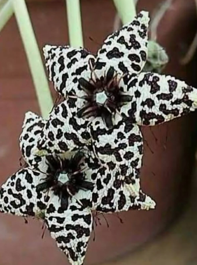 Orbea Albocastanea (White) 6 Pieces Seeds