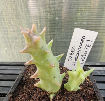 Orbea Albocastanea (White) 6 Pieces Seeds