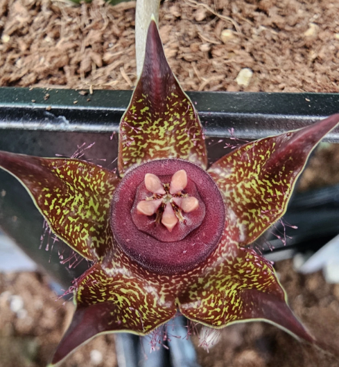 Duvalia polita "Golden" 6 Pieces Seeds