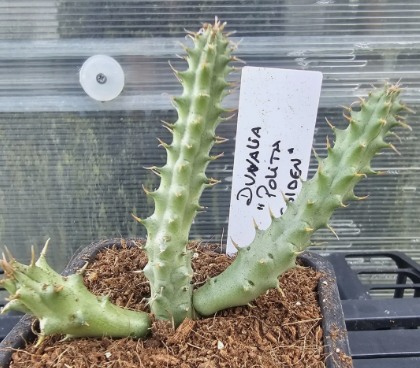 Duvalia polita "Golden" 6 Pieces Seeds