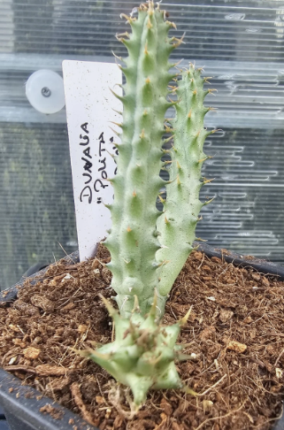 Duvalia polita "Golden" 6 Pieces Seeds