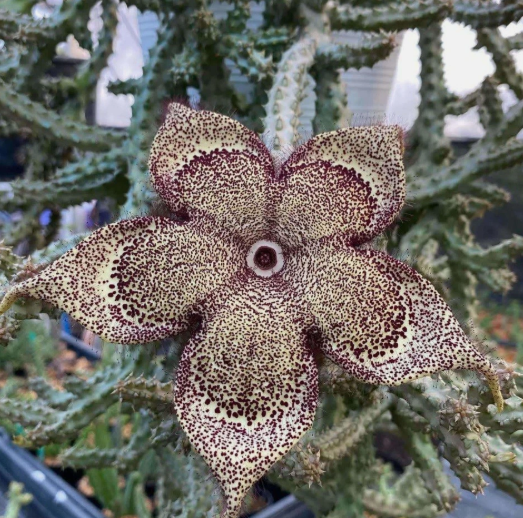 Edithcolea grandis somalica Las Anood 6 Pieces Seeds
