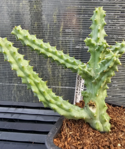 Edithcolea grandis somalica Las Anood 6 Pieces Seeds