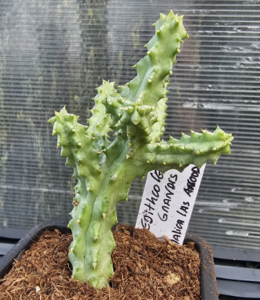 Edithcolea grandis somalica Las Anood 6 Pieces Seeds