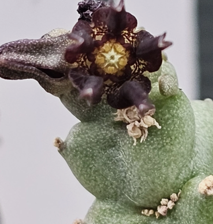 Caralluma munbyana 5 Pieces Seeds