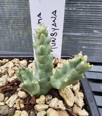 Caralluma munbyana 5 Pieces Seeds