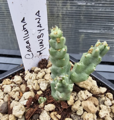 Caralluma munbyana 5 Pieces Seeds