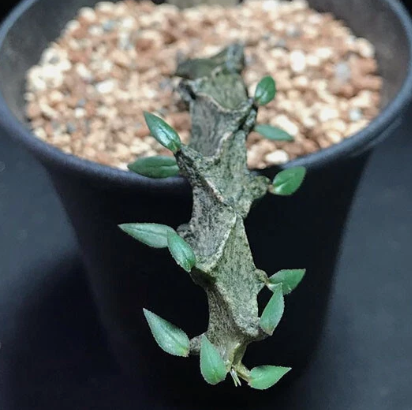 Ceropegia armandii 5 Pieces Seeds