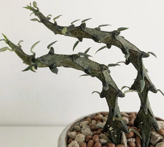 Ceropegia armandii 5 Pieces Seeds