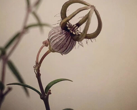 Ceropegia armandii 5 Pieces Seeds