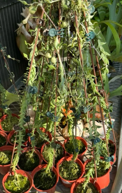 Ceropegia simoneae "Green bizarre forn" 5 Pieces Seeds