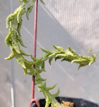 Ceropegia simoneae "Green bizarre forn" 5 Pieces Seeds
