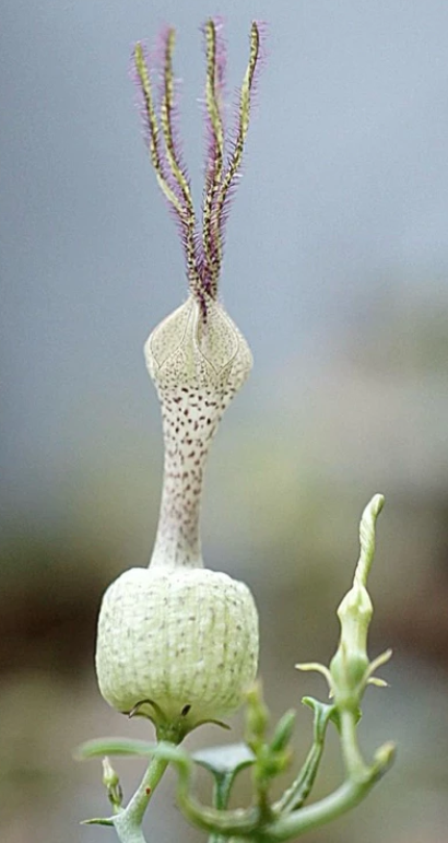 Ceropegia simoneae "Green bizarre forn" 5 Pieces Seeds