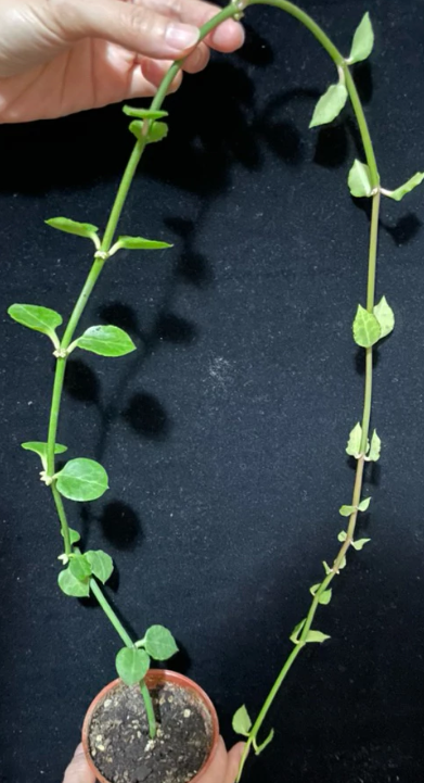 Ceropegia hamlet 5 Pieces Seeds