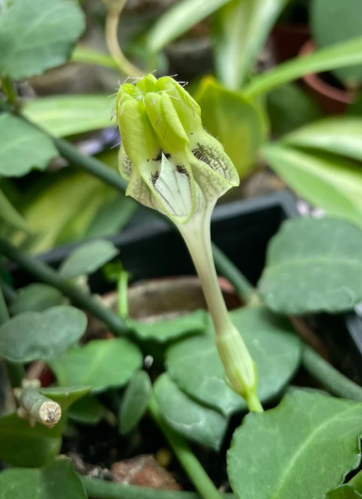 Ceropegia hamlet 5 Pieces Seeds