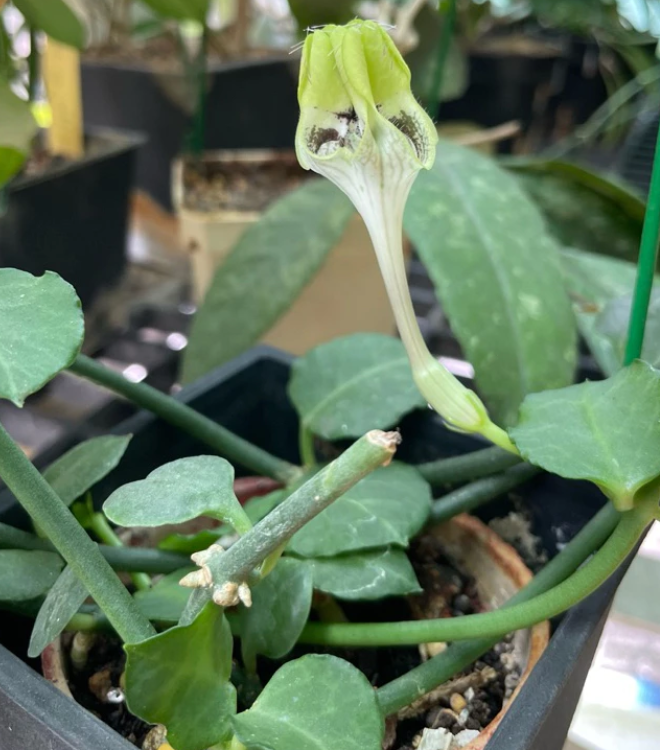Ceropegia hamlet 5 Pieces Seeds